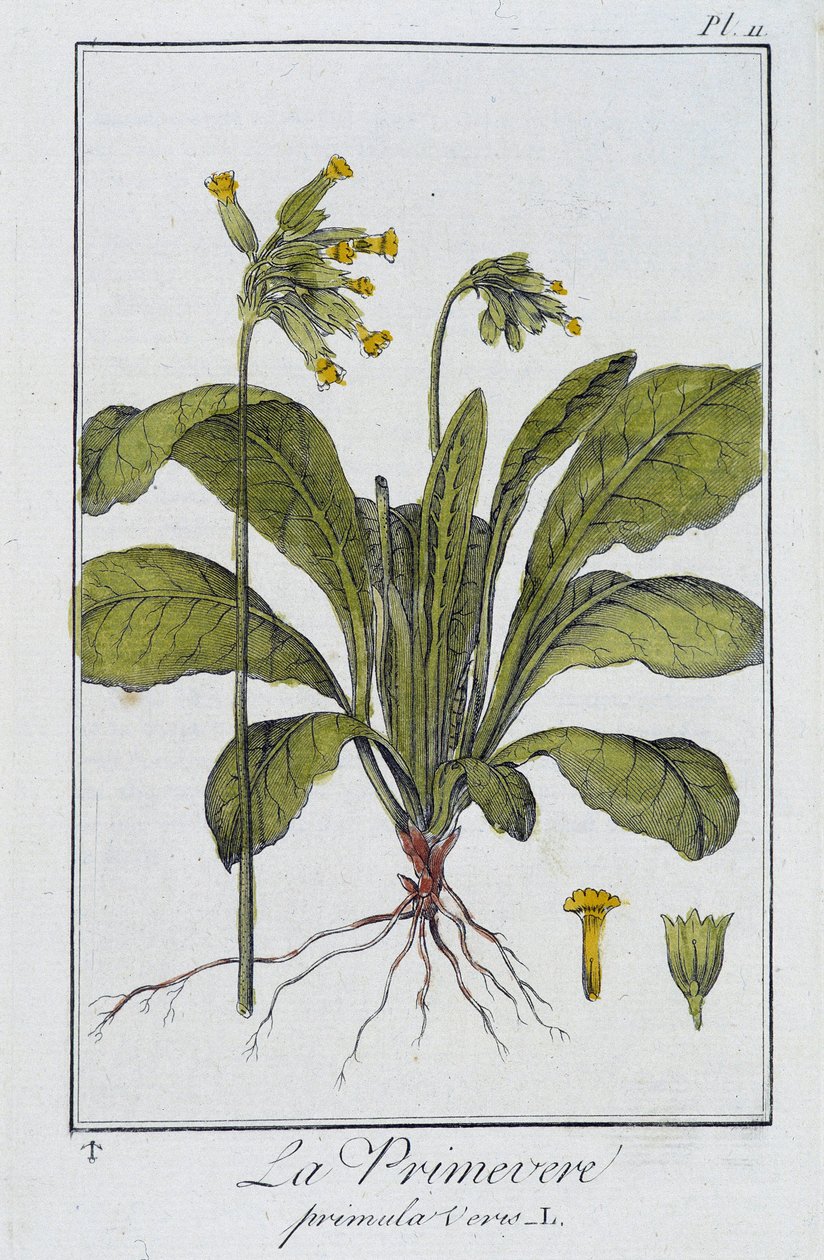 Primrose (Primula veris) - in 
