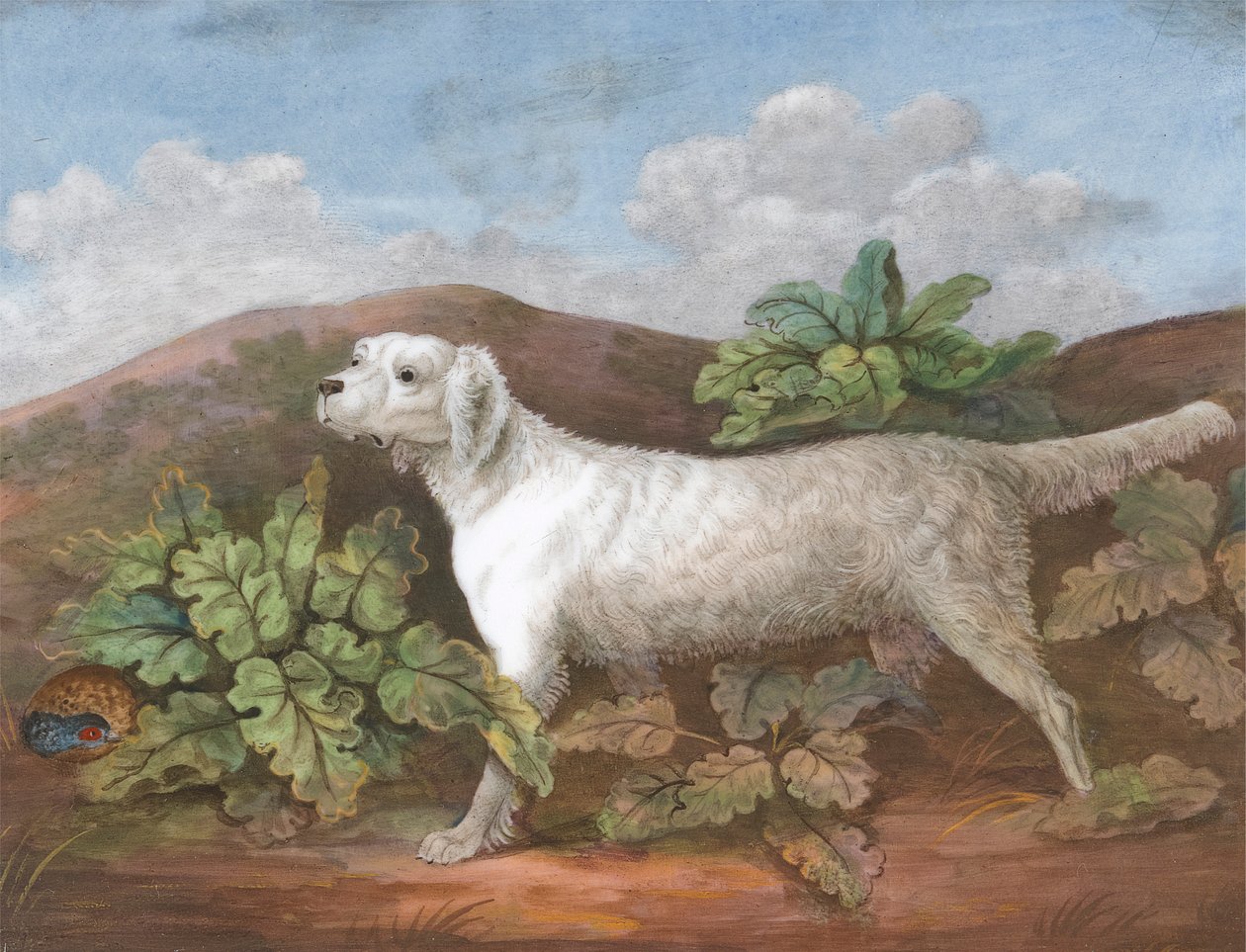 A Setter: Facing Left, with a Partridge Hiding among Burdocks on the Left by Unknown artist