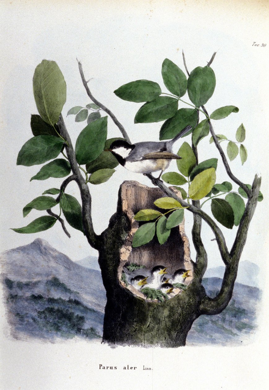 A board representing a common bird (or sparrow) near its nest