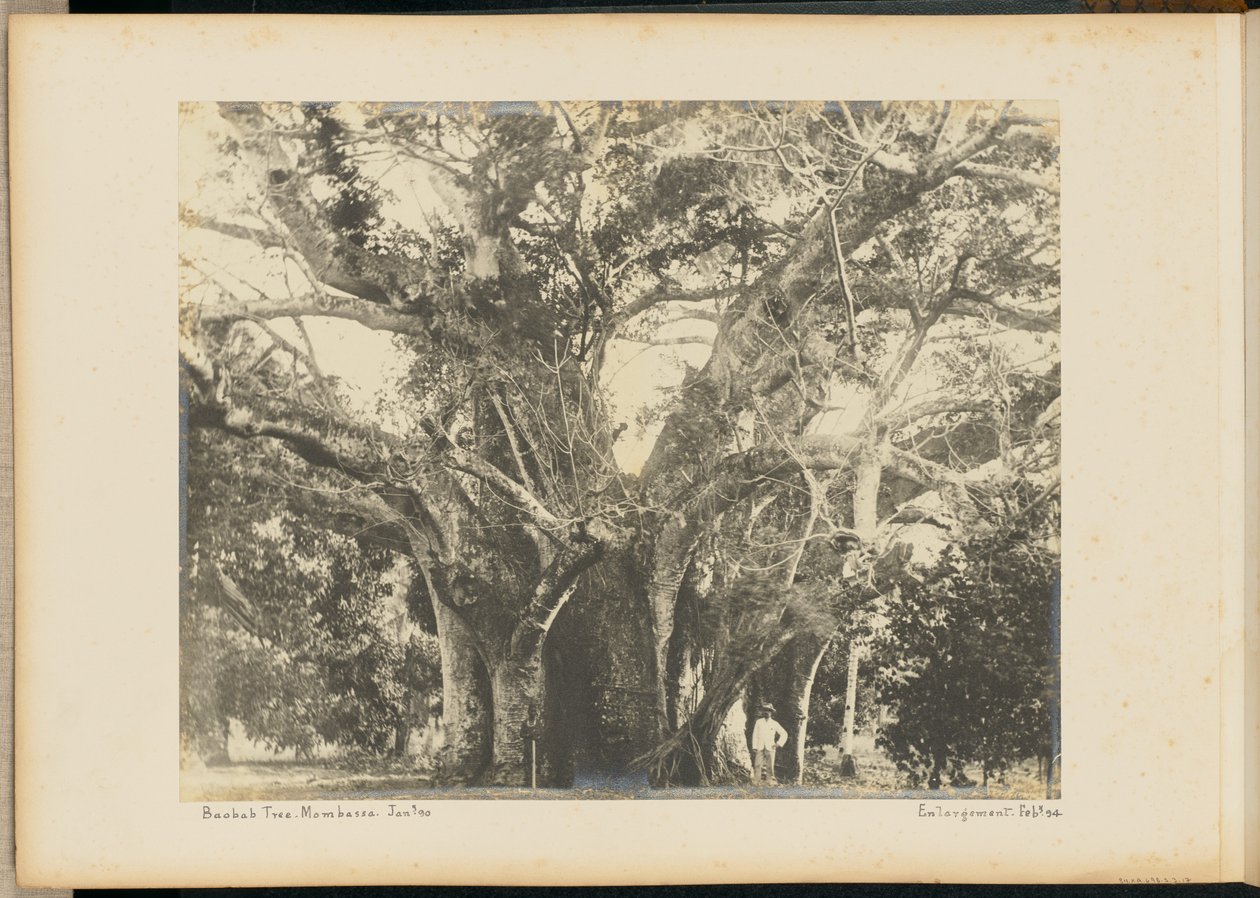 Baobab Tree, Mombassa by Unknown artist