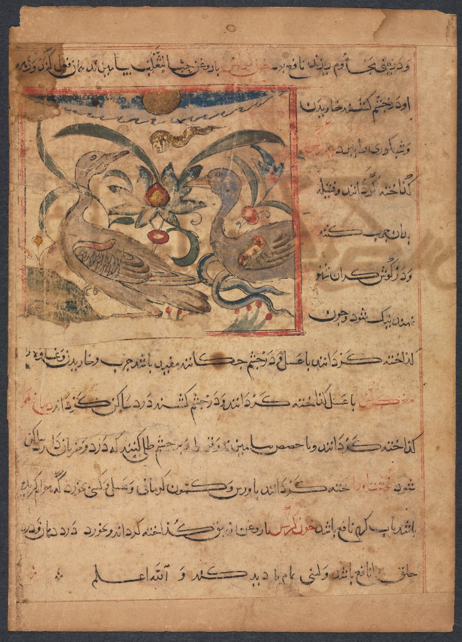 Benefits of the Parts of Vultures (From the Manafi