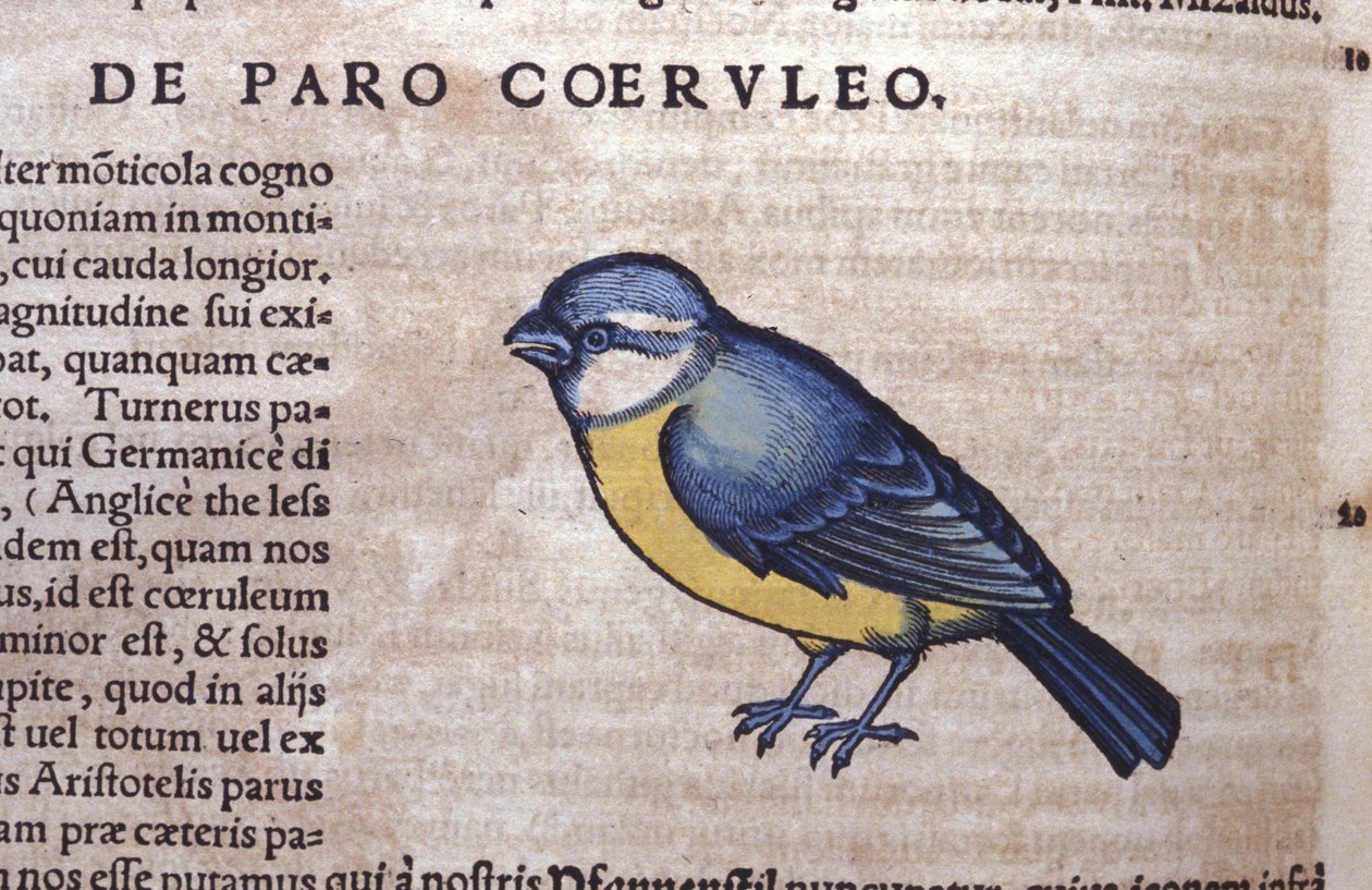 Blue Passerine - in Historia Animalium by Conrad Gesner, Tiguri by Unknown artist