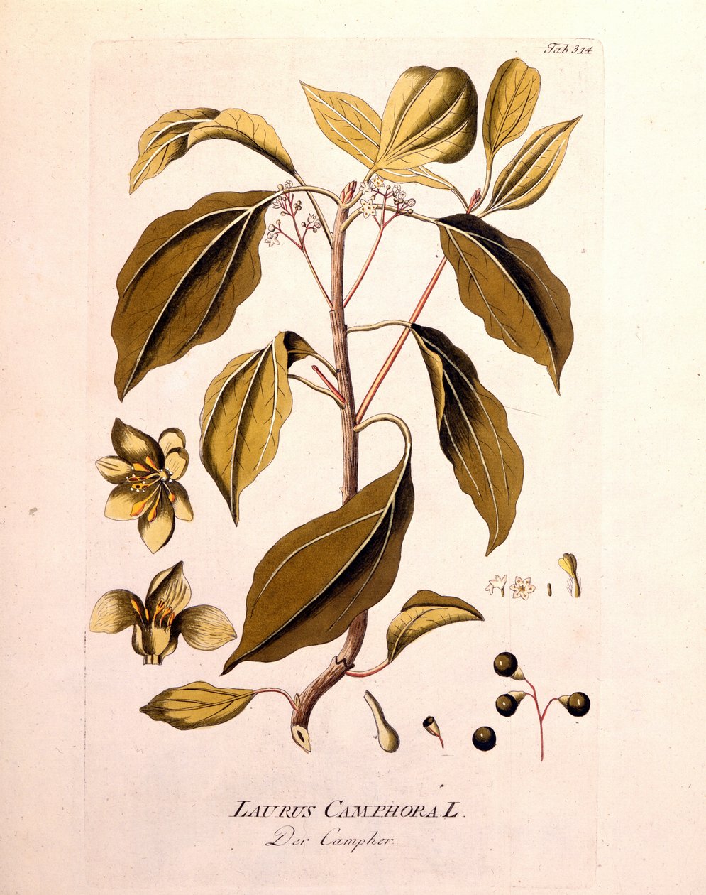 Botanical board: camphor (Laurus Camphora). Engraving in 