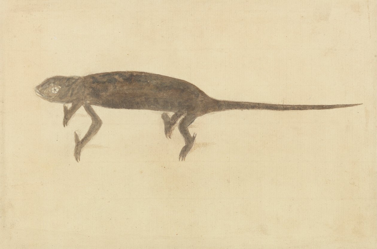 Chamaeler Chamaeleon by Unknown artist