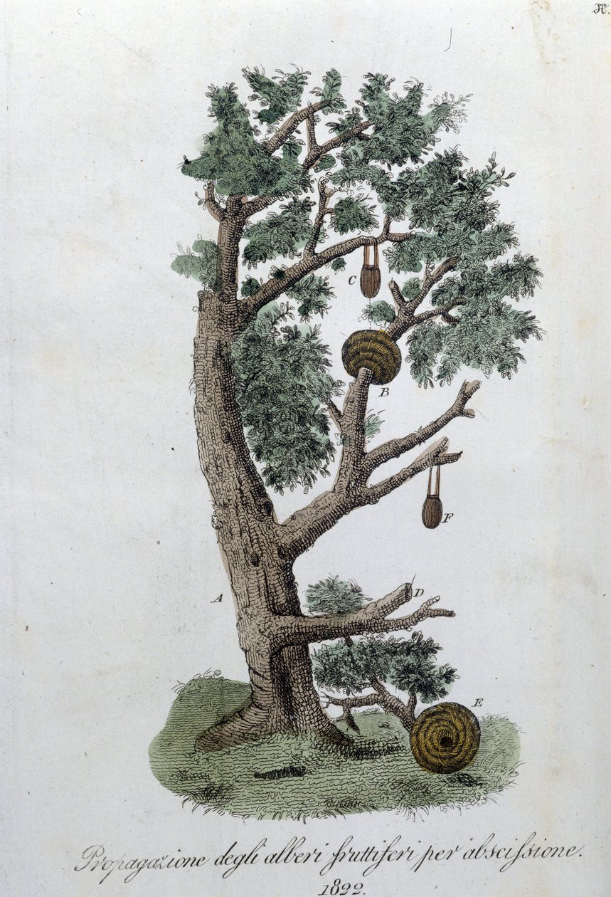 Cutting system for the development of fruit trees. Plate taken from 