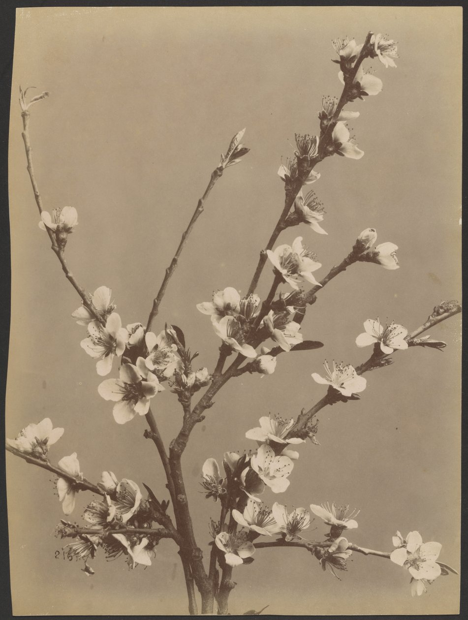 Floral Study with Small White Flowers by Unknown artist