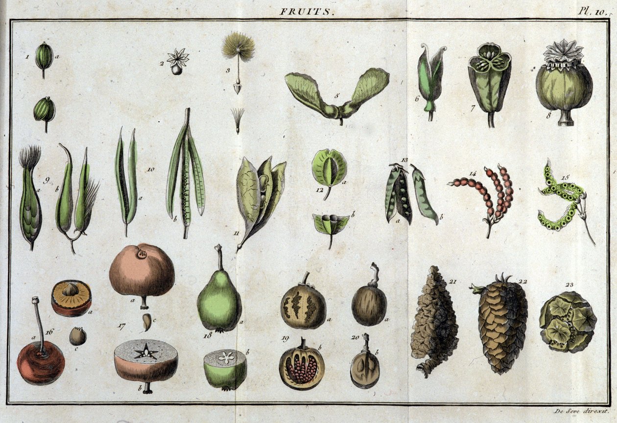 Fruits: in “Flora Françoise, or a brief description of all the plants that grow naturally in France, arranged according to a new method of analysis to which the quotation of their least equivocal virtues in medicine and their usefulness in the arts” by Unknown artist