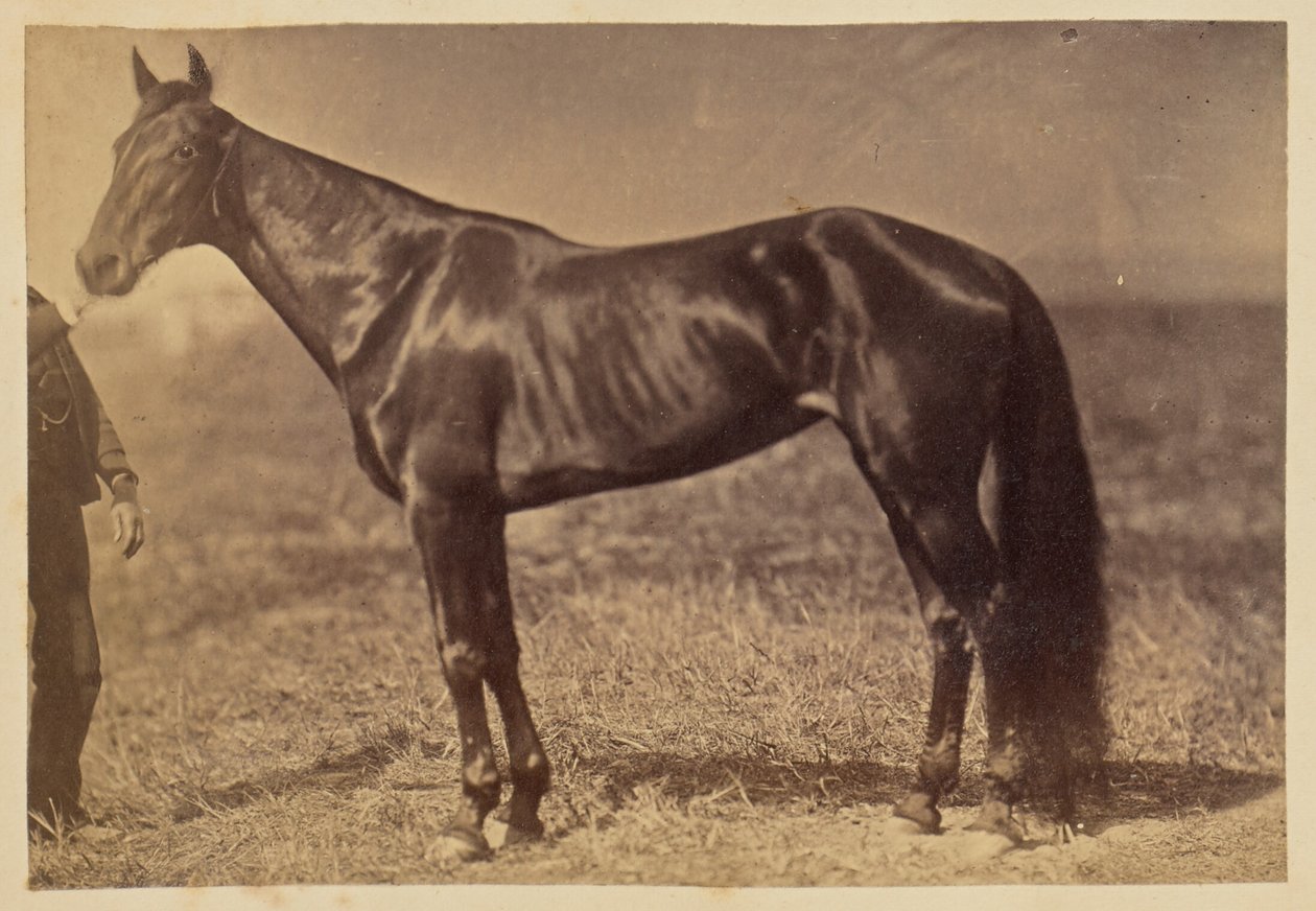 Horse in a Field by Unknown artist
