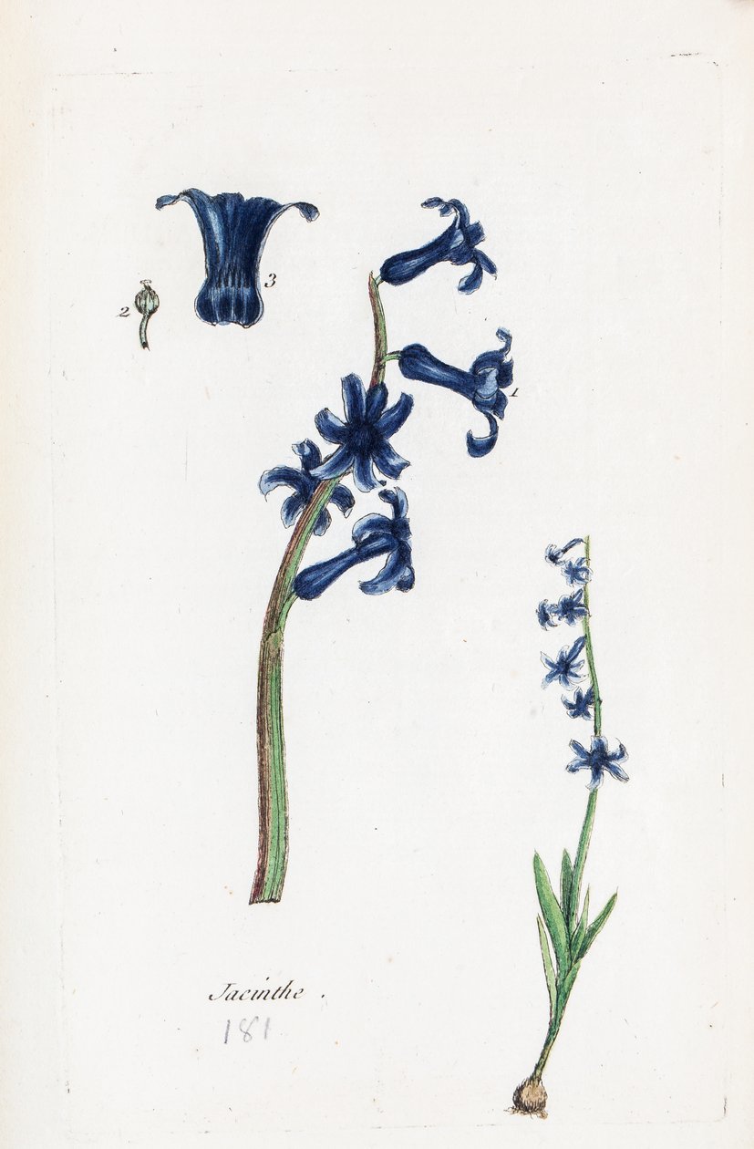 Hyacinth by Unknown artist