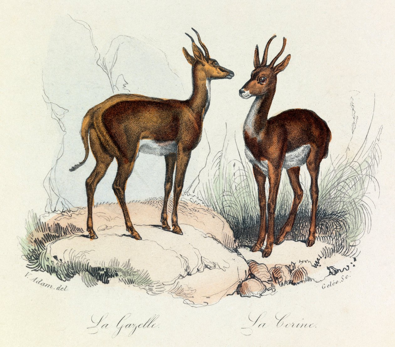 Illustration from the Book 