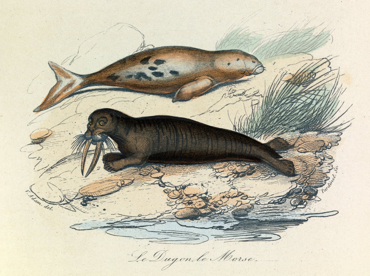 Illustration from the book 