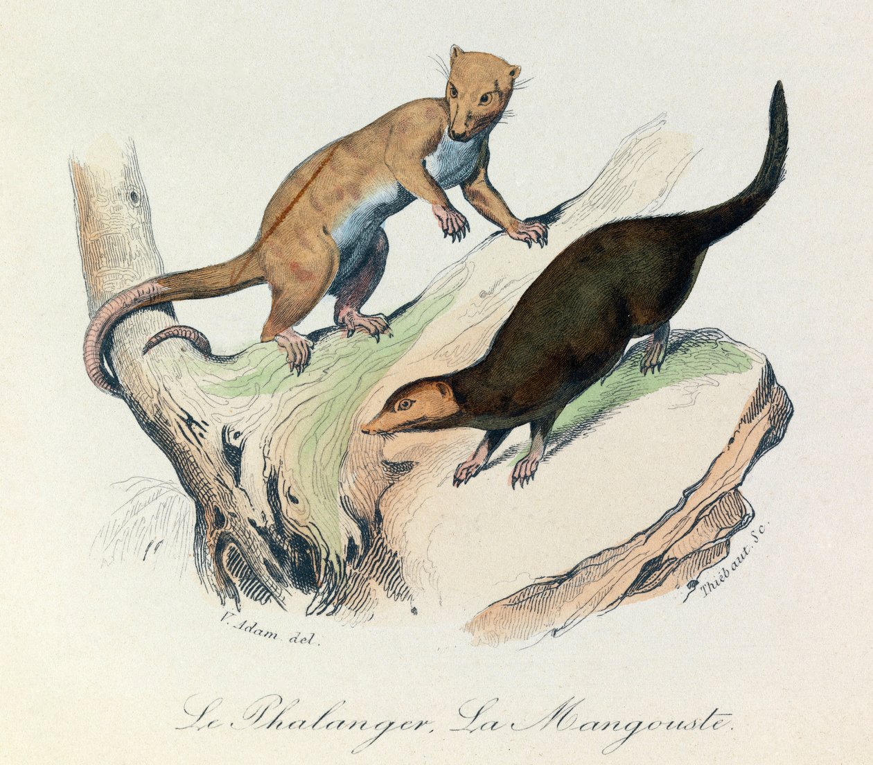 Illustration from the Book 'Complete Works of Buffon': The Quadrupeds ...