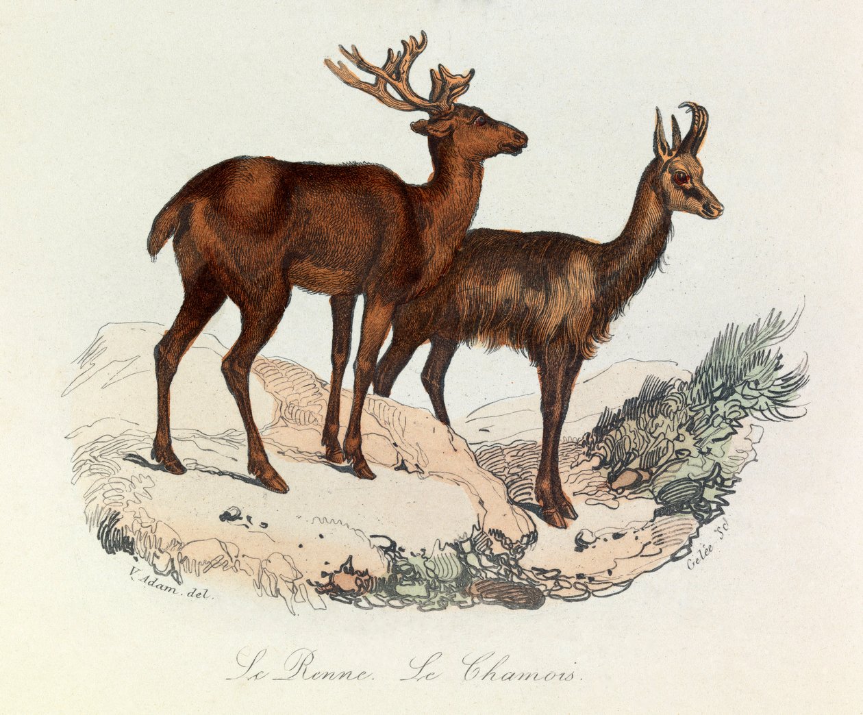 Illustration from the Book 