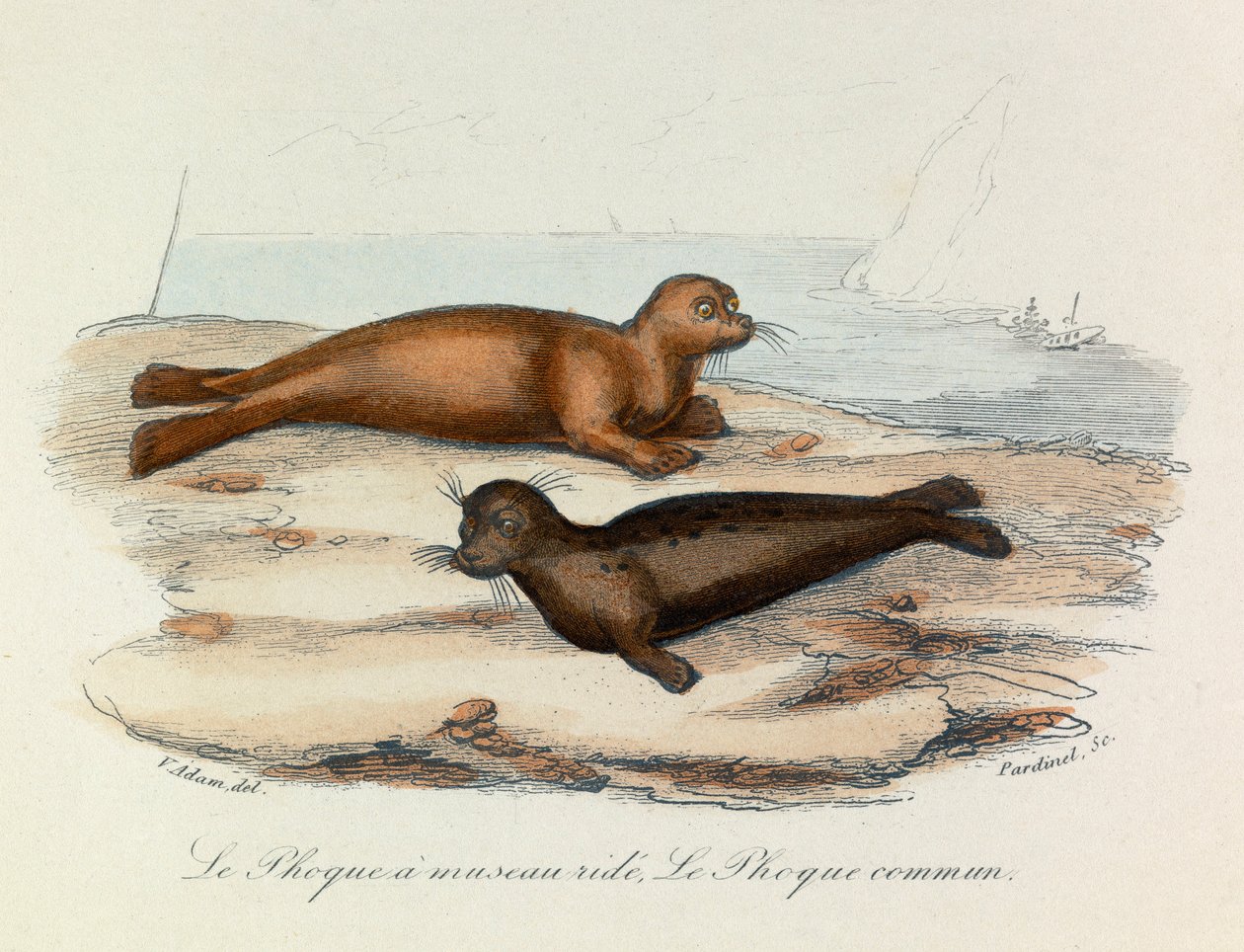 Illustration from the Book 