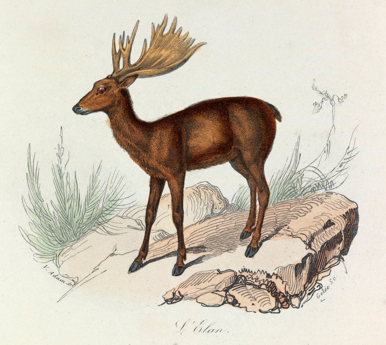 Illustration from the book 