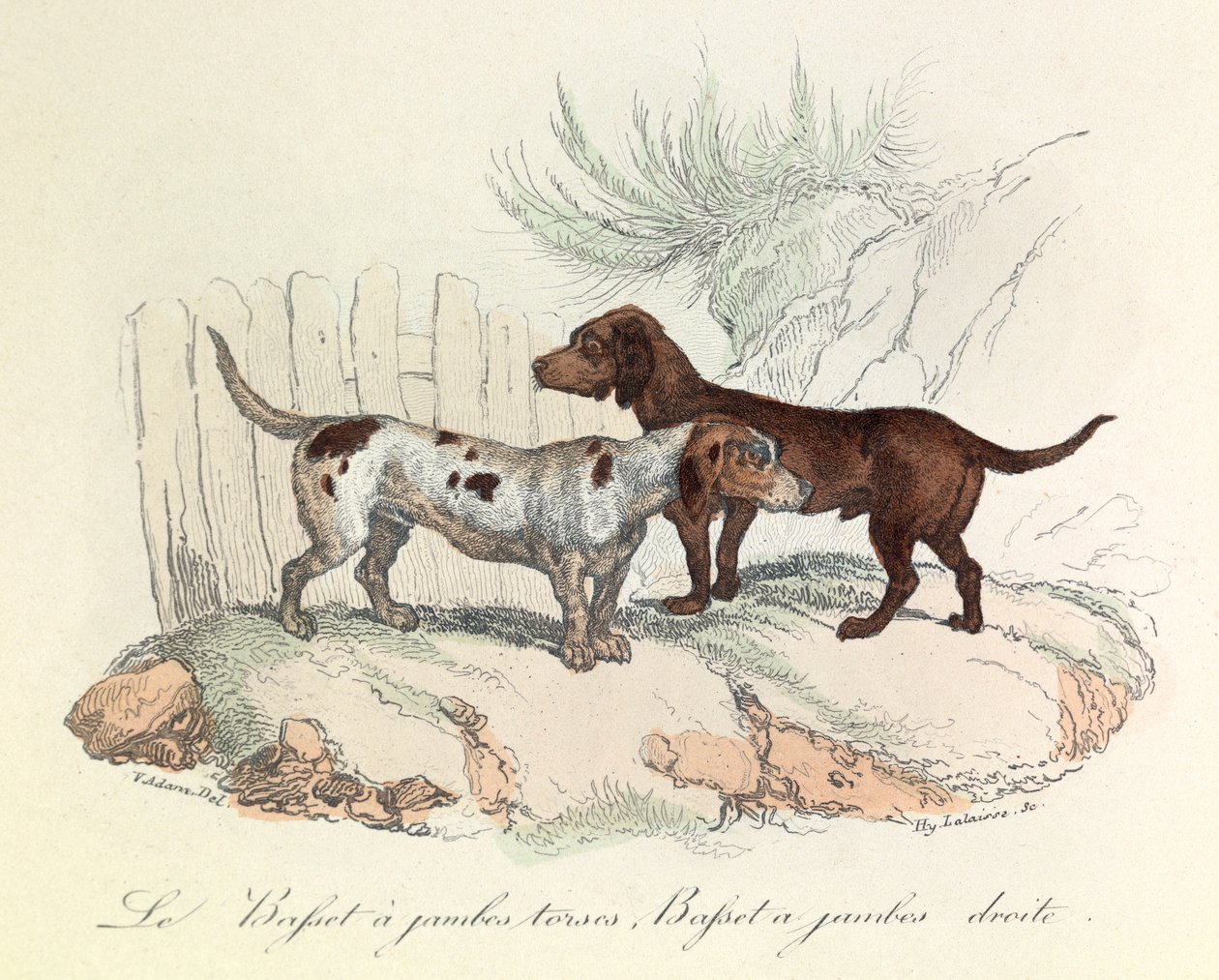 Illustration from the Book 