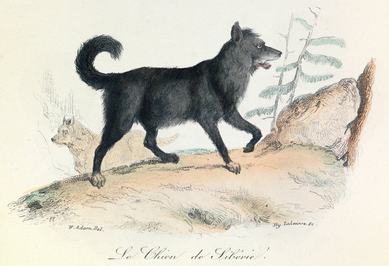 Illustration from the Book 'Complete Works of Buffon': The Animals: The ...