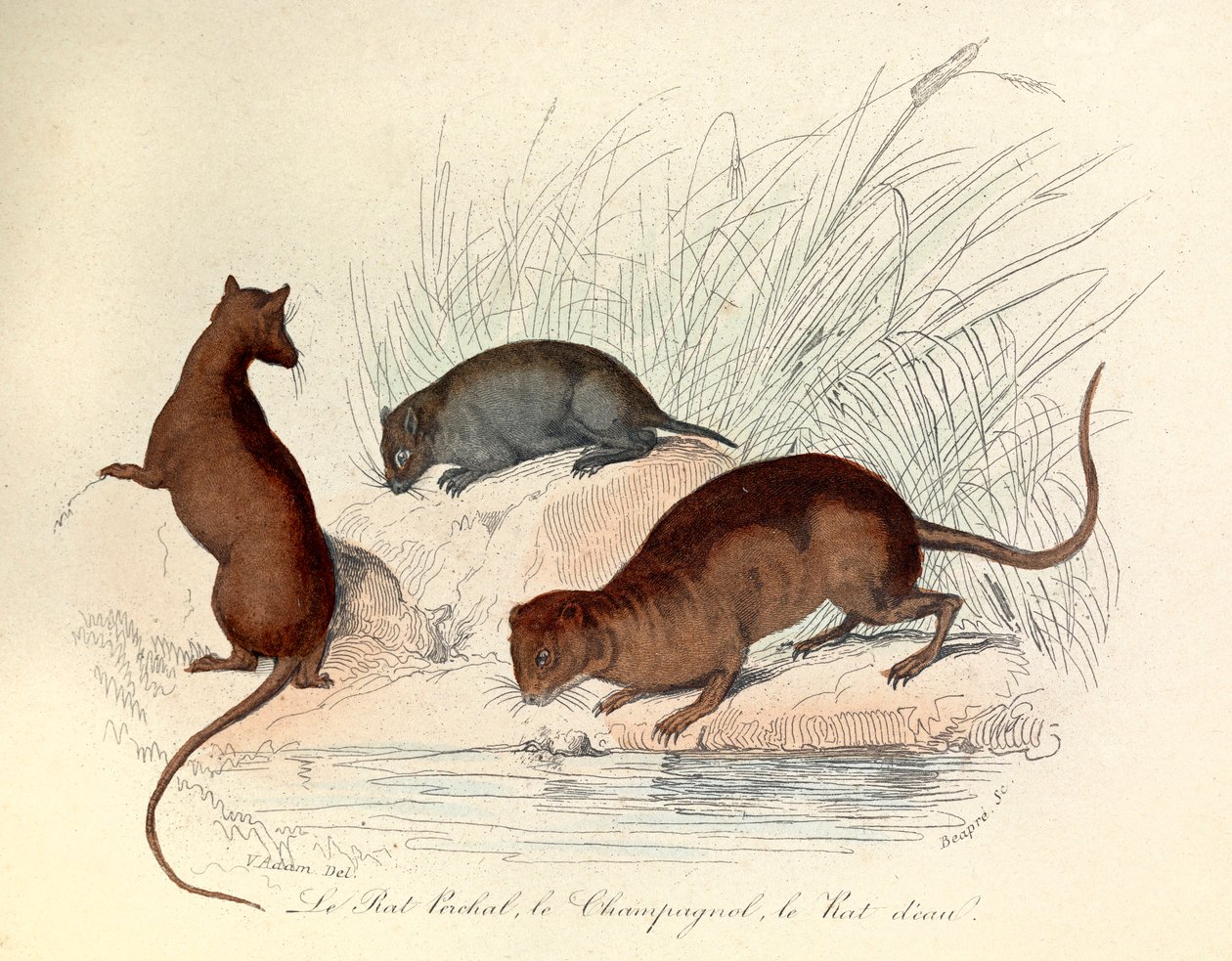 Illustration from the Book 'Complete Works of Buffon': The Animals: The ...