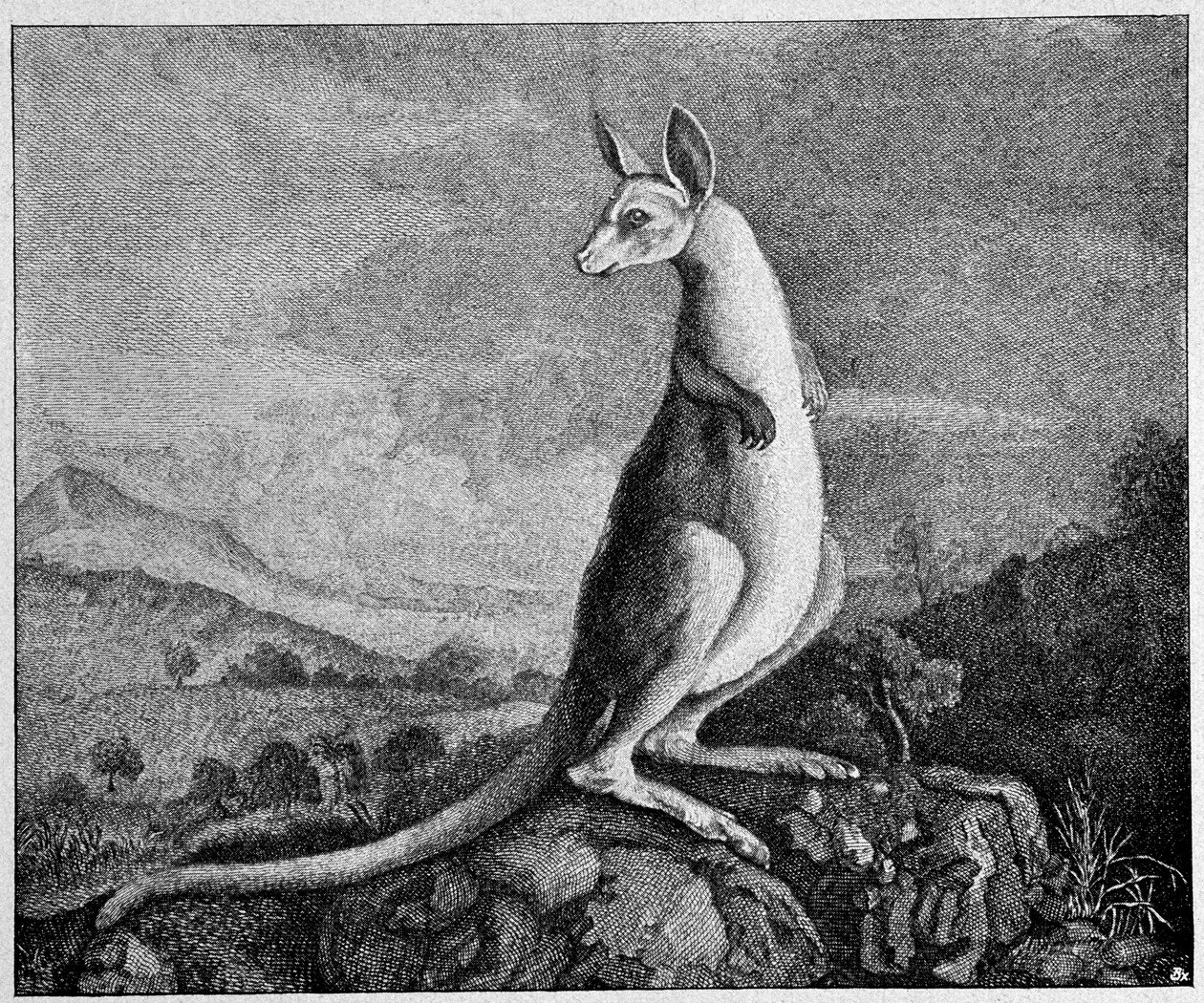 Kangaroo from the drawing of Captain Cook who discovered him in Australia - from a 1774 copper engraving by Unknown artist