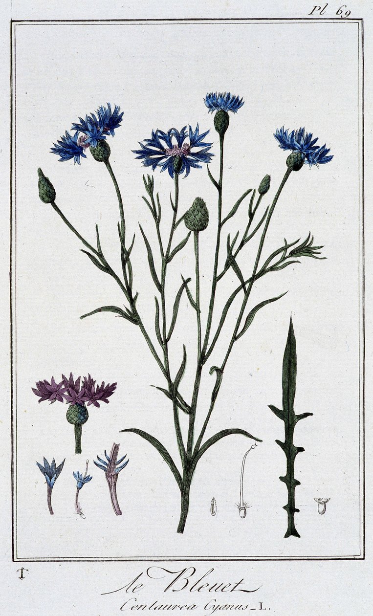 The Cornflower (Centaurea Cyanus) - in 