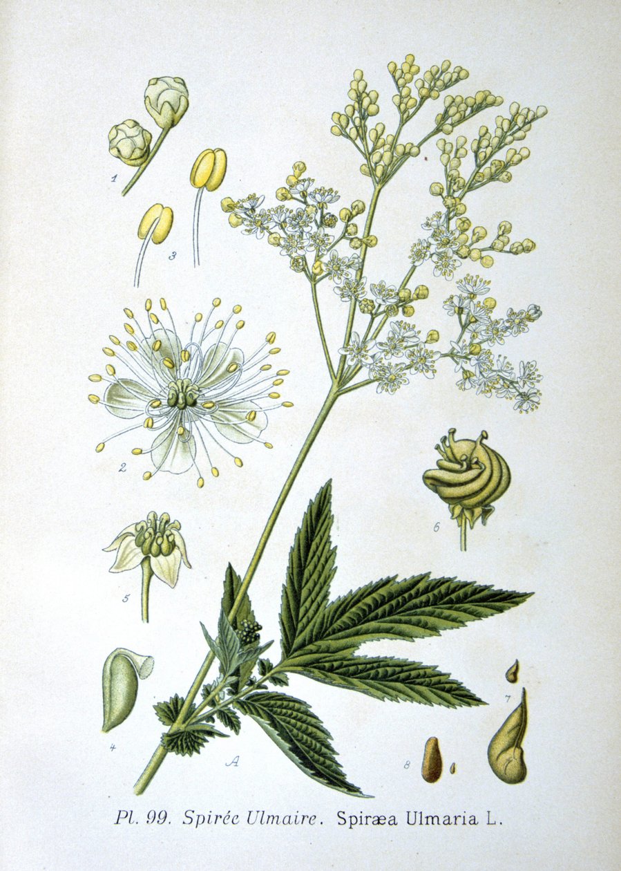 Meadowsweet by Unknown artist