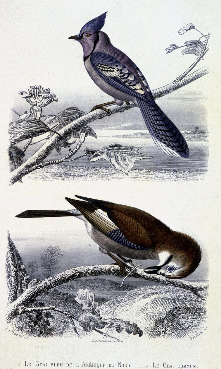 Natural History Plate: Birds: The Blue Jay of North America and the Common Jay - in 