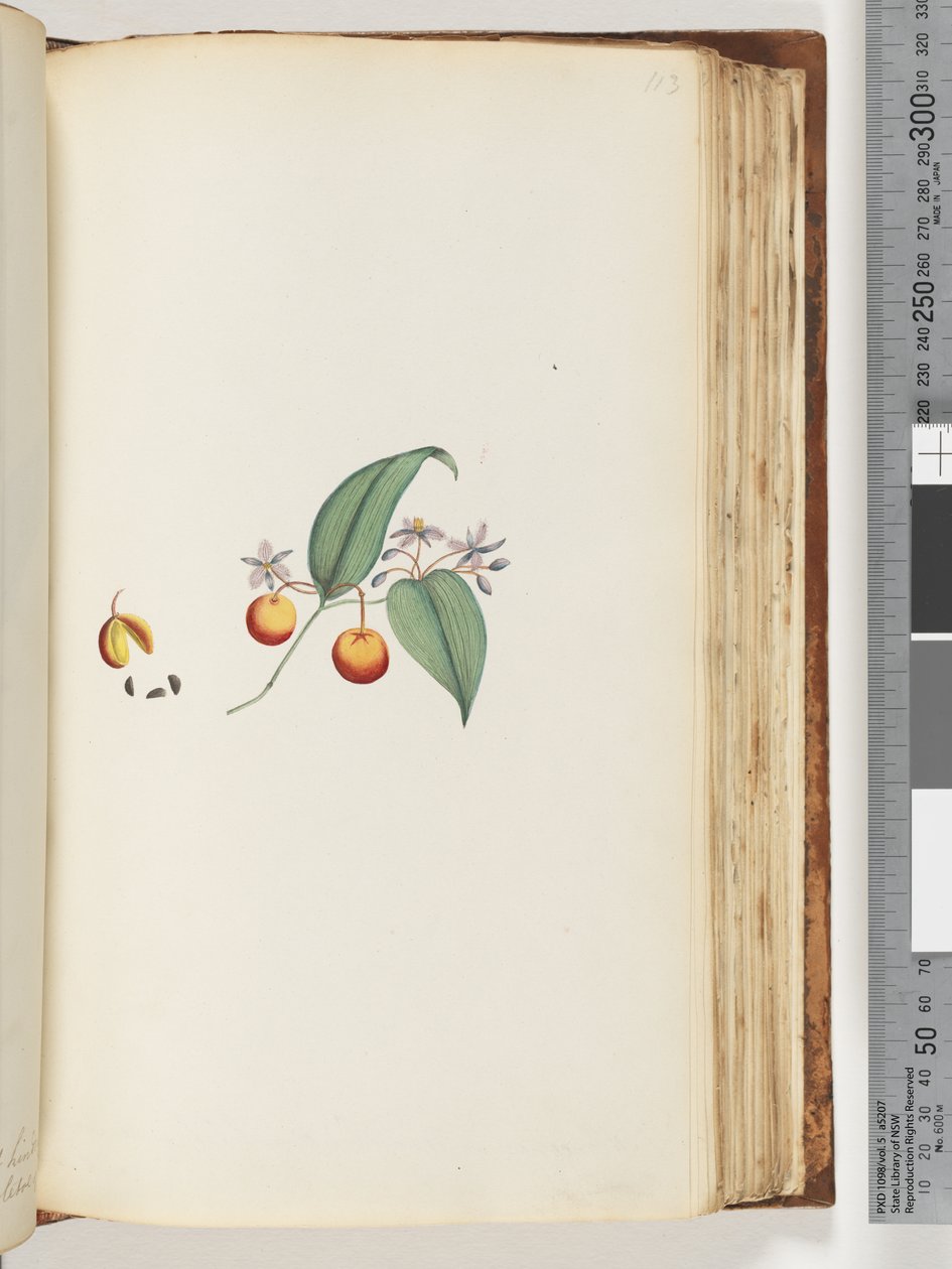 Page 113. A Creeper or Woodbine which intertwines with trees by Unknown artist