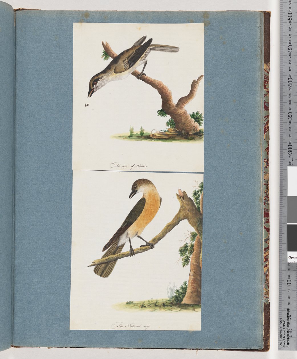 Page 133. Unidentified Bird. 134. Unidentified Bird by Unknown artist