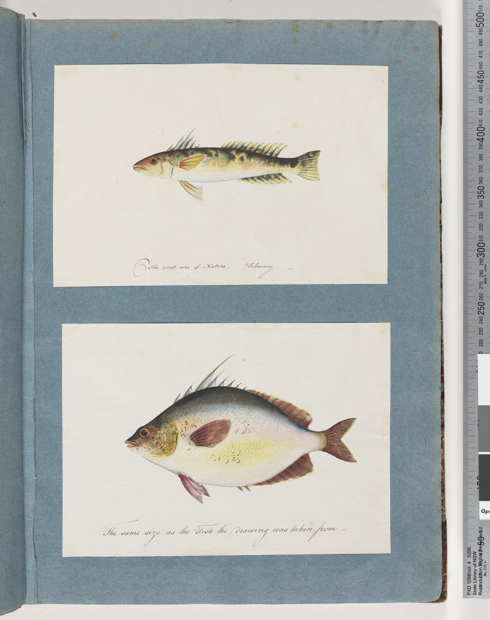 Unidentified Fish by Unknown artist
