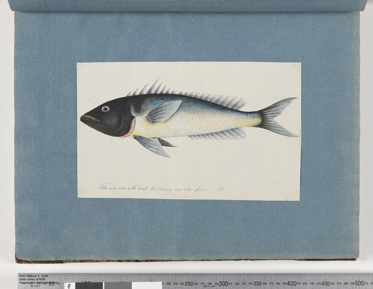 Page 17. Unidentified fish by Unknown artist