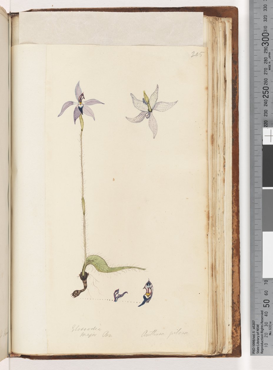 Page 205. Glossodia. Major On. Arethusa pilosa / Wax Lip Orchid by Unknown artist