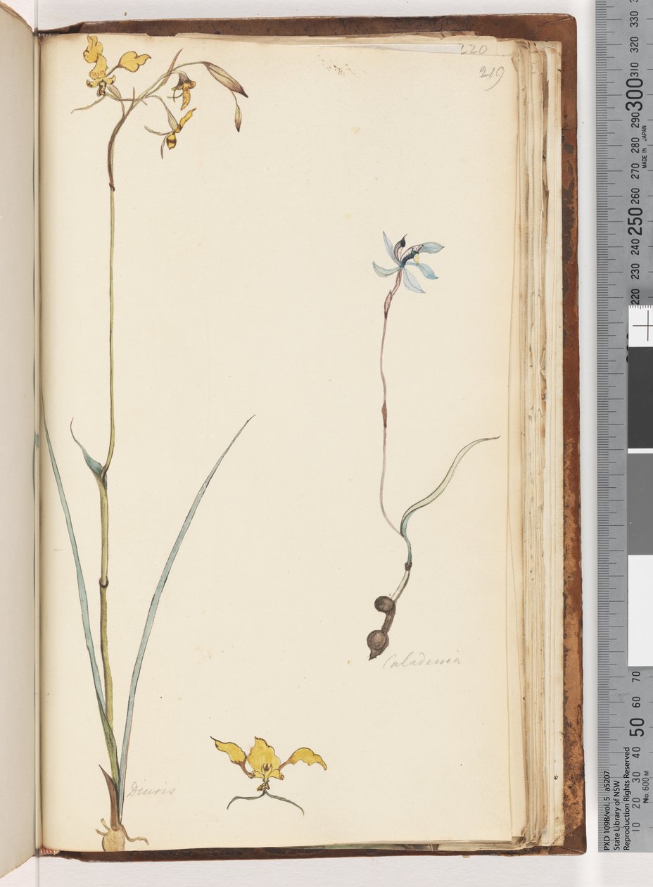 Page 219. Caladenia / Diuris two plants by Unknown artist