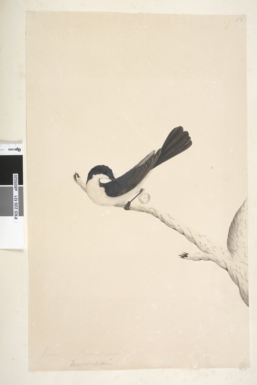 Restless Flycatcher, 1791-92 by Unknown artist