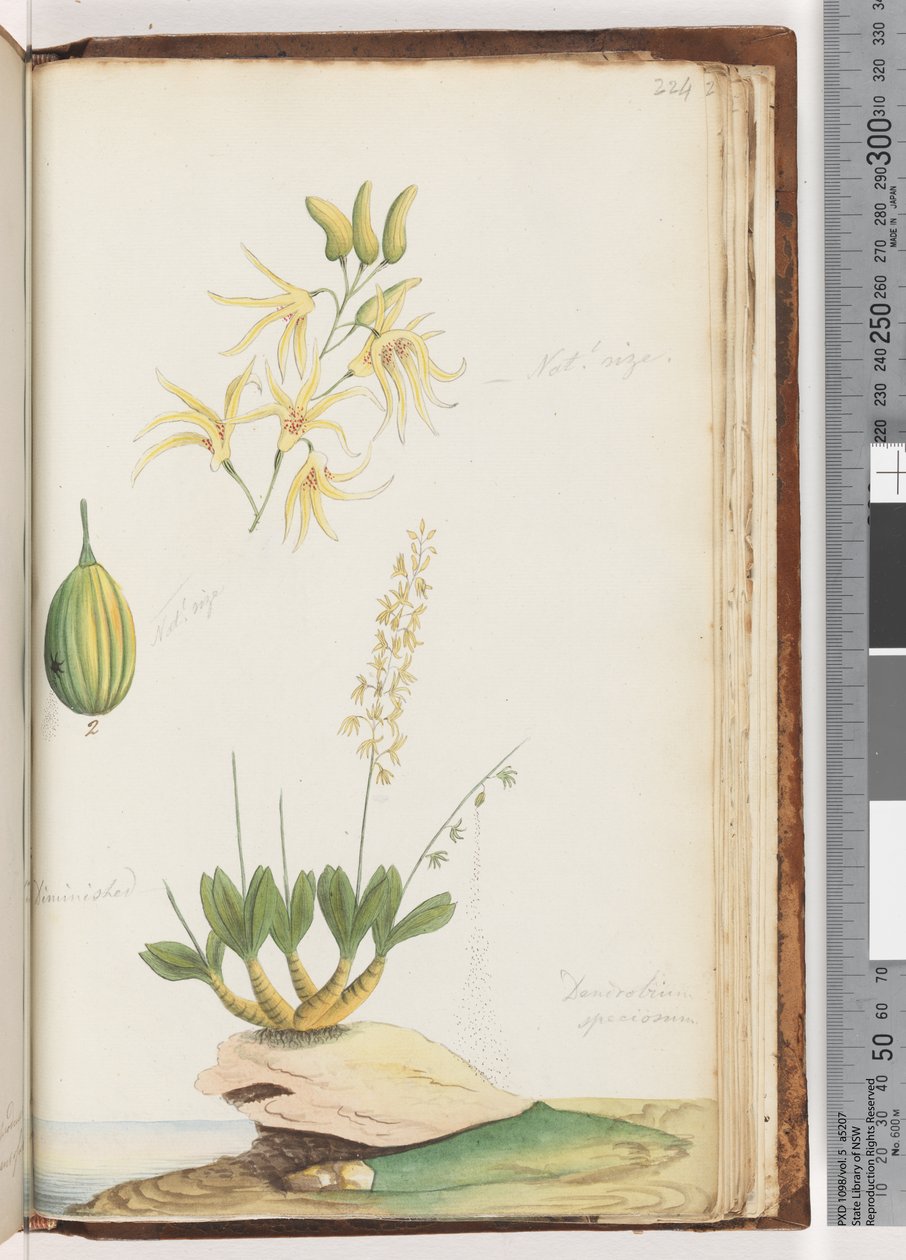 Page 224. Dendrobium speciosum Rock Orchid by Unknown artist