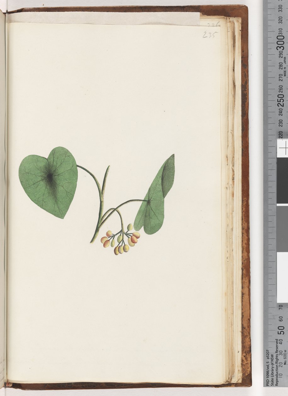 Page 235. Unidentified plant by Unknown artist