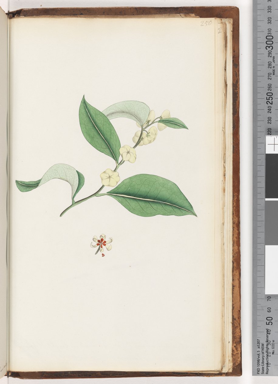 Page 250. Unnamed tree by Unknown artist