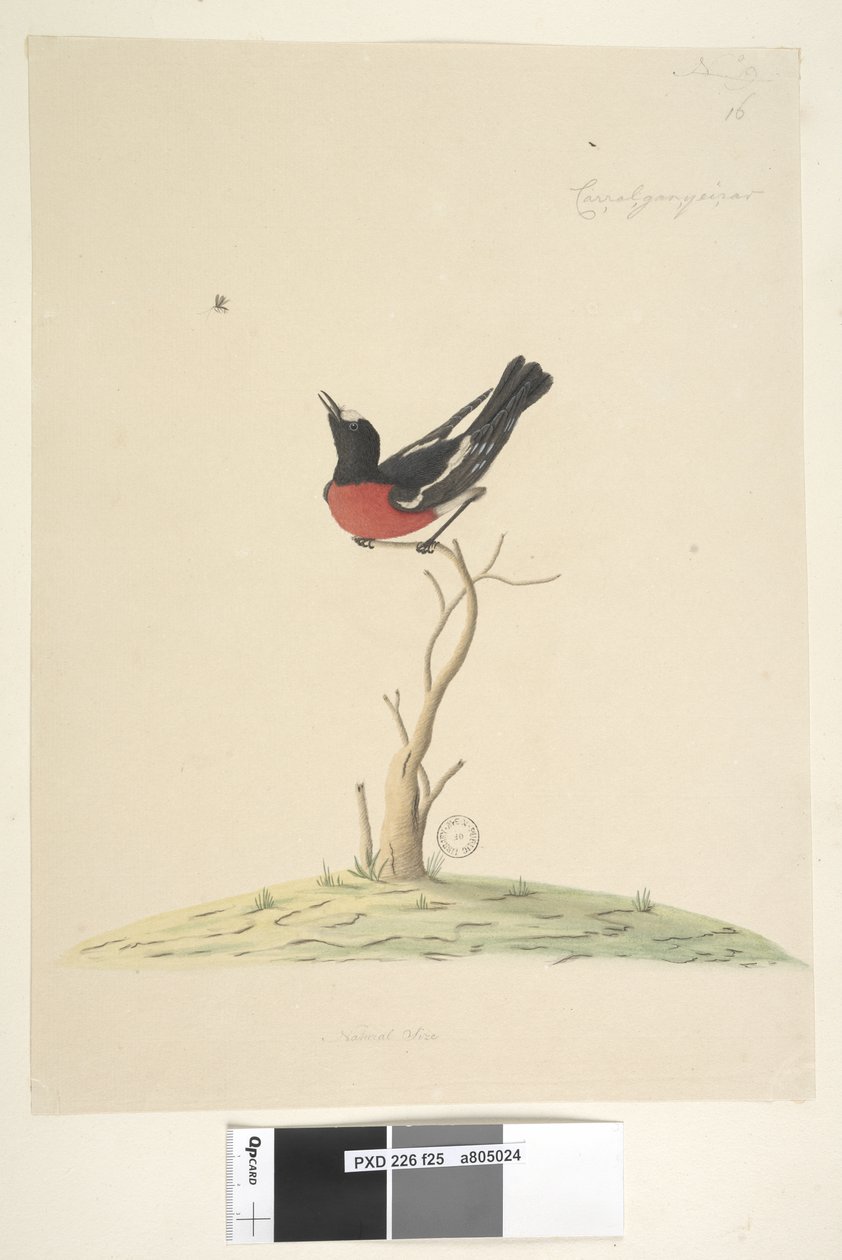 Scarlet Robin, male, 1791-92 by Unknown artist