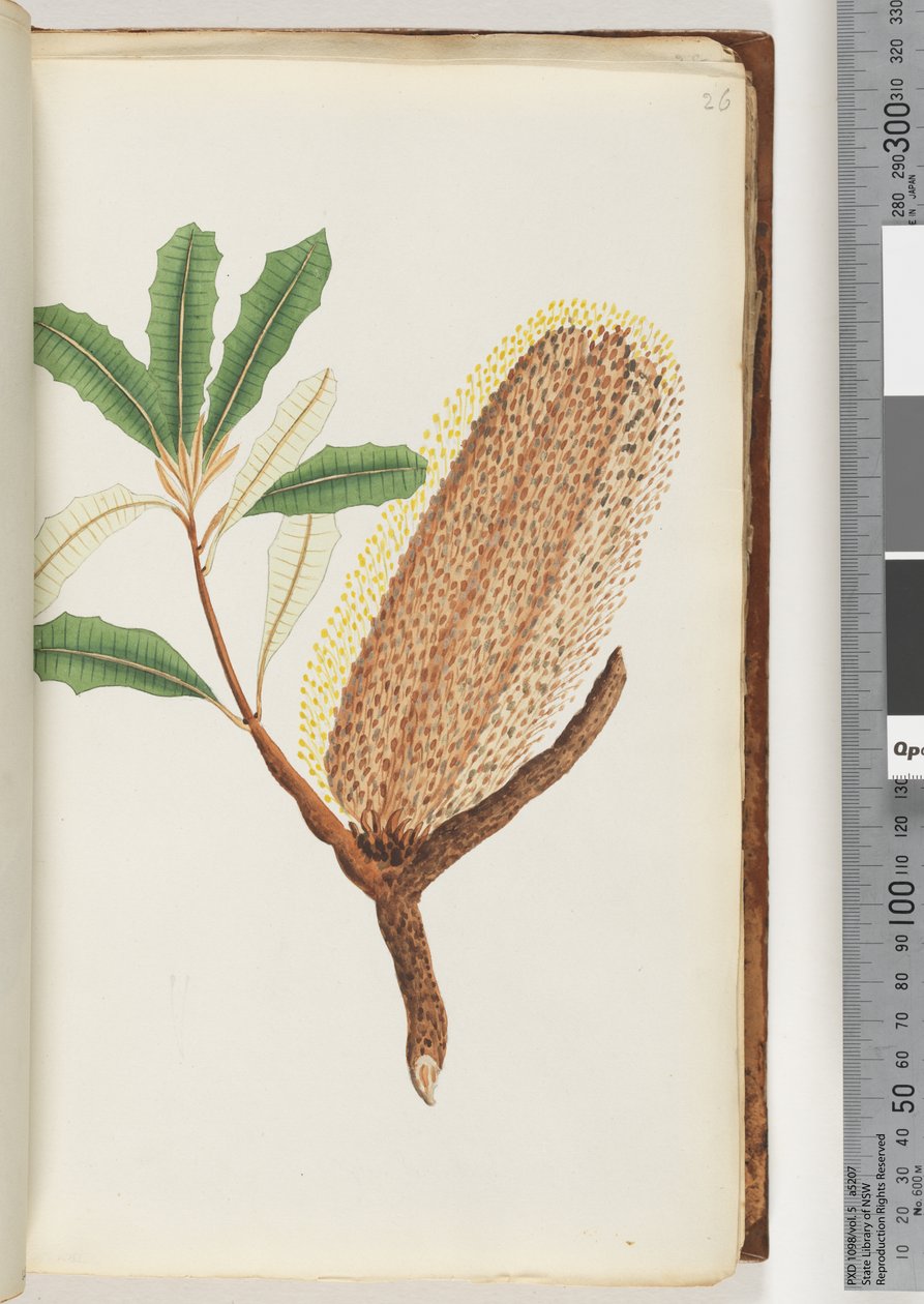 Page 26. Unnamed flowering plant by Unknown artist