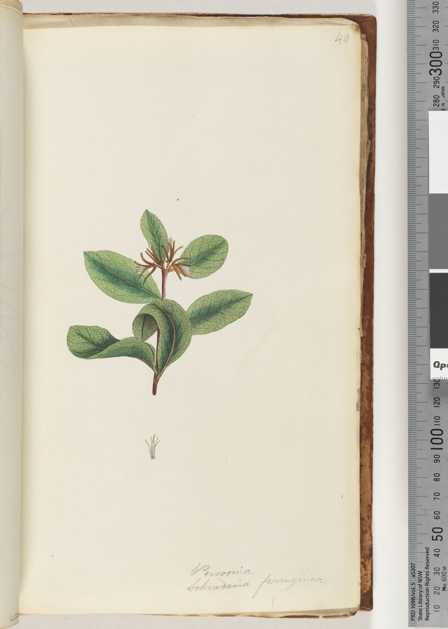 Page 40. Persoonia / Schraderia ferruginea by Unknown artist