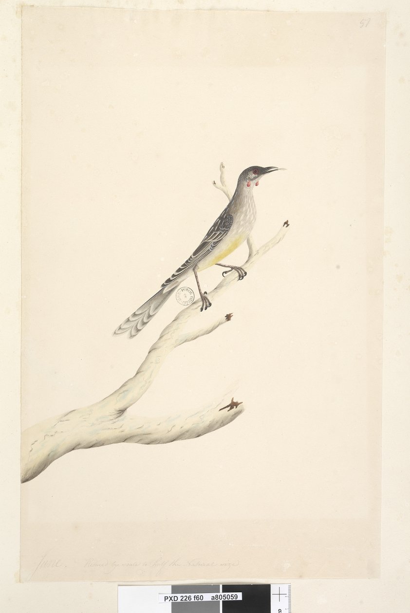 Red Wattlebird by Unknown artist