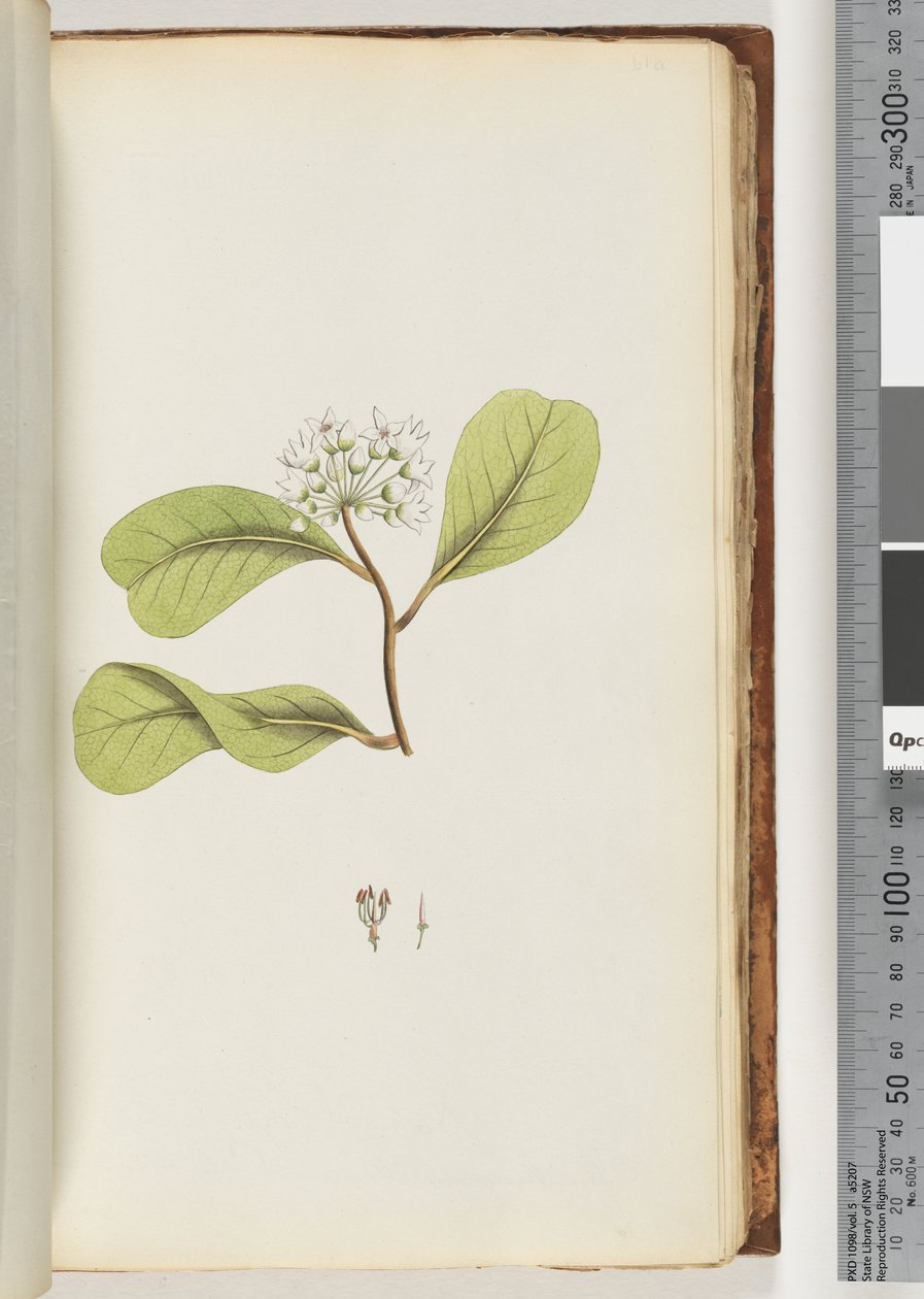 Page 61a. The Mangrove Tree by Unknown artist