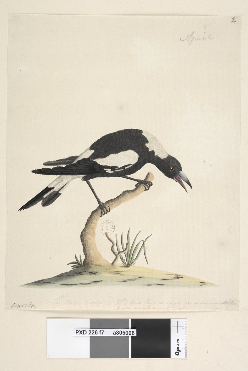 Page 7. Barita. Following Title in Different Hand 1/2 the Natural Size. Another Note in a Third Hand, Reads This Bird Has a Very Uncommon and Not Unpleasant Note. Black-Backed Magpie Gymnorhina Tibicen, 1791-92 by Unknown artist
