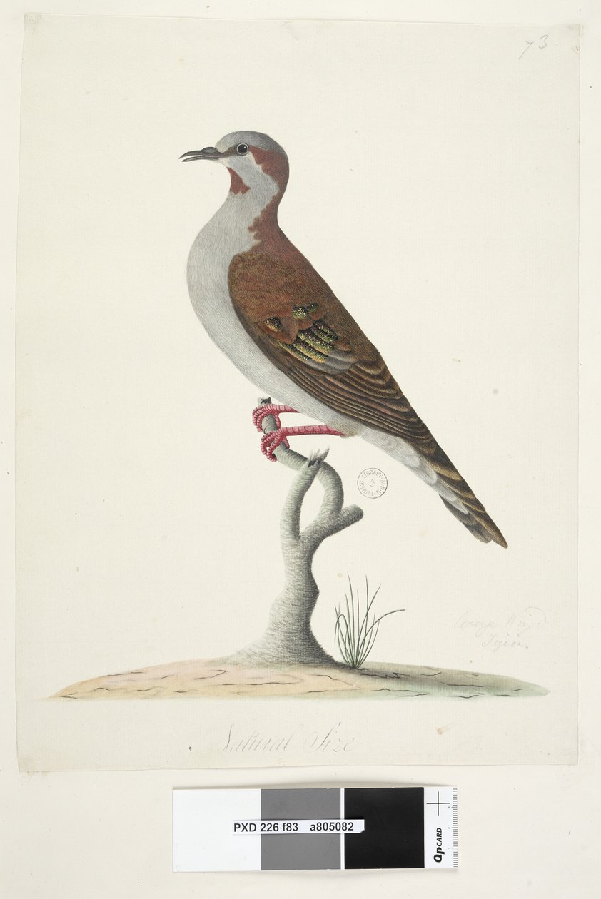 Natural Size Brush Bronzewing Pigeon by Unknown artist