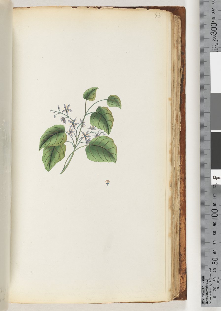Page 88. Unidentified Plant by Unknown artist