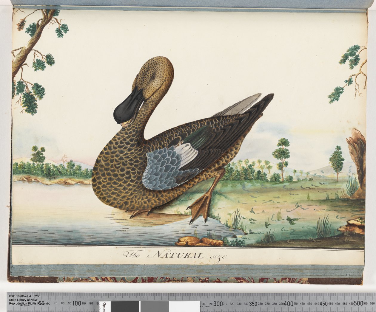Duck by Unknown artist