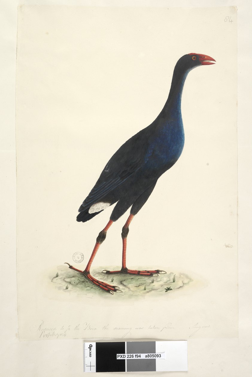 Page 94. Porphyrio. Reduced to 1/2 the bird the drawing was taken from. August Eastern Swamp Hen Porphyrio porphyrio Porphyrio melanotus by Unknown artist
