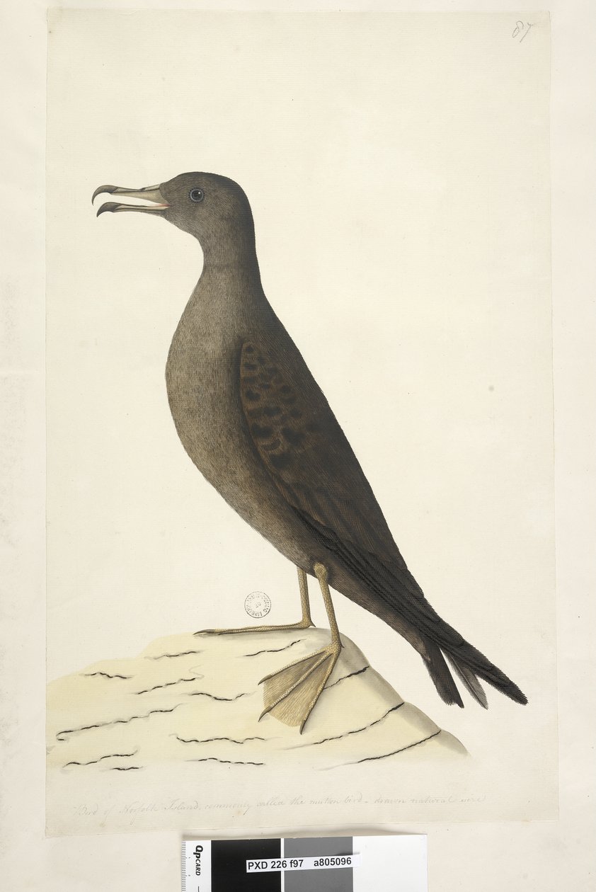 Page 97. Bird of Norfolk Island Commonly Called the Mutton Bird, Drawn ...