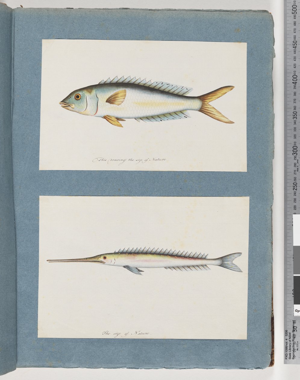 Unidentified Fish by Unknown artist
