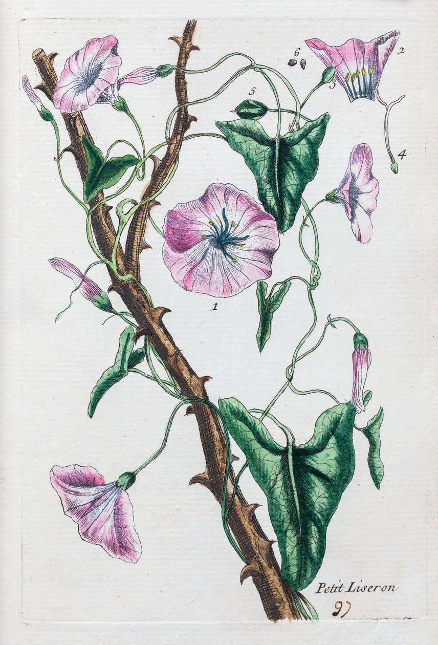 Small Bindweed by Unknown artist