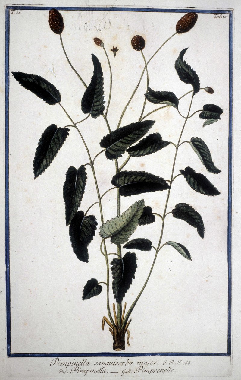 Pimprenelle: Pimpinella Sanguisorba major by Unknown artist